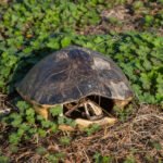 MAR - Lake Seminole Jan 24-15