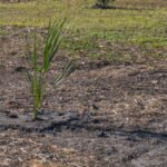 MAR - Lake Seminole Jan 24-38