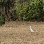 MAR - Lake Seminole Jan 24-39