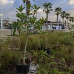 MAR - Gulfport Coastal Planting-13
