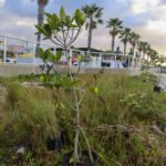 MAR - Gulfport Coastal Planting-14