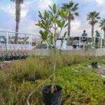 MAR - Gulfport Coastal Planting-15