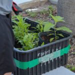 MAR - Gulfport Coastal Planting-20