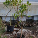 MAR - Gulfport Coastal Planting-5