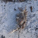 MAR - Gulfport Coastal Planting-52