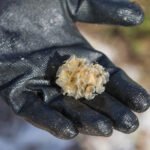 MAR - Gulfport Coastal Planting-57