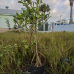 MAR - Gulfport Coastal Planting-6