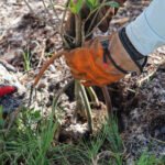 MAR - Gulfport Coastal Planting-77