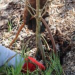 MAR - Gulfport Coastal Planting-78