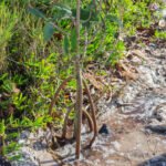 MAR - Gulfport Coastal Planting-83