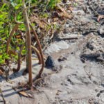 MAR - Gulfport Coastal Planting-84