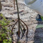 MAR - Gulfport Coastal Planting-86