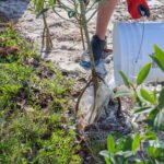 MAR - Gulfport Coastal Planting-89