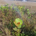 MAR - Gulfport Coastal Planting-93