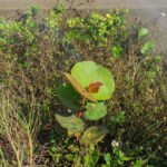 MAR - Gulfport Coastal Planting-94