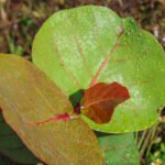MAR - Gulfport Coastal Planting-95