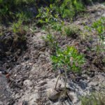 MAR - Gulfport Coastal Planting-98