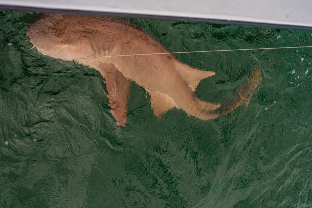 A nurse shark beneath the surface of the Gulf, spotted on a MISS shark research boat trip.