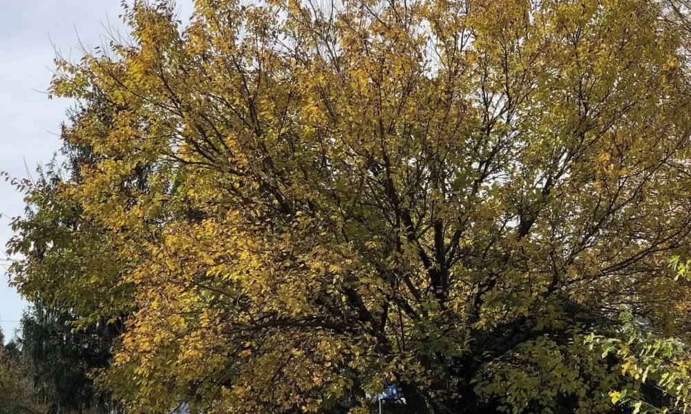 Morus-rubra-Red-Mulberry-Mature-Individual-WMC