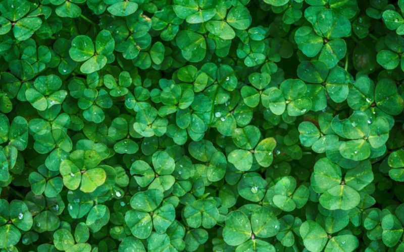 Screenshot+2025-08-21+at+11.25.08 AM